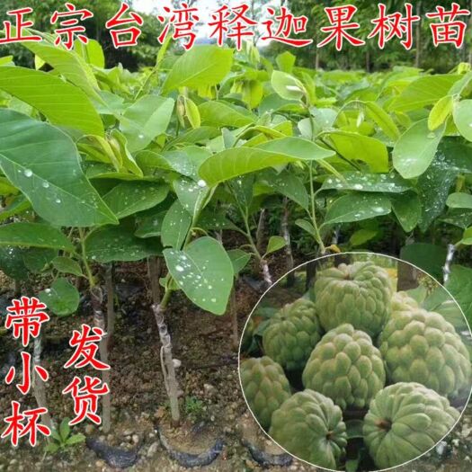 普宁市释迦果苗 凤梨释迦苗 佛陀果 番荔枝释迦嫁接苗