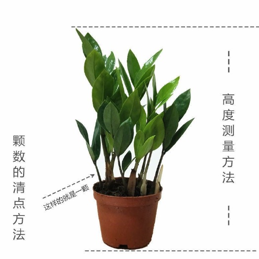  金钱树盆栽摇钱树花苗发财树花卉盆室内绿植物客厅办公室桌面盆景