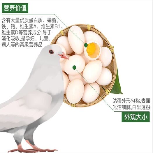 晋州市种鸽蛋 鸽蛋种蛋孵化保证