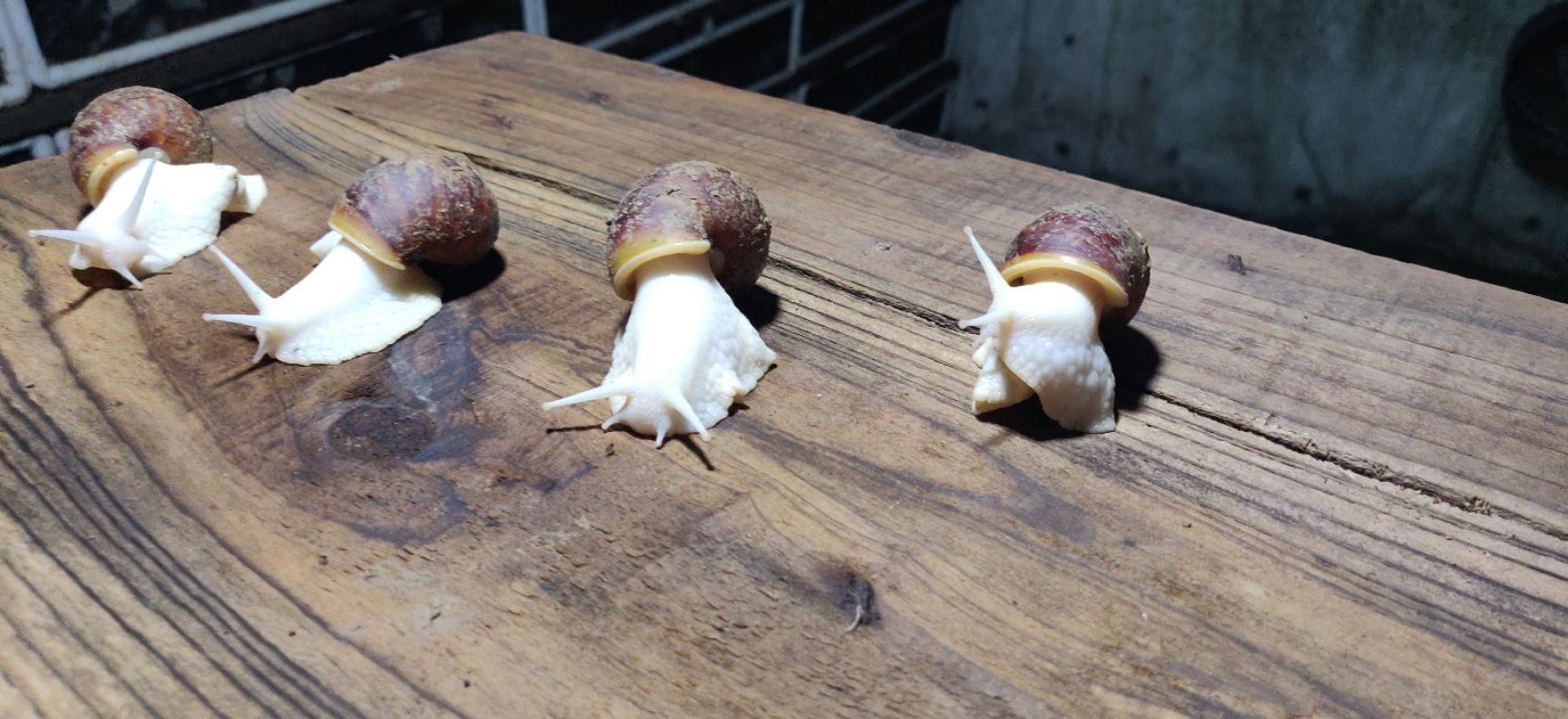 白玉蜗牛 高规格商品牛