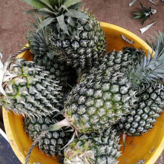 徐闻县 徐闻菠萝产地直供