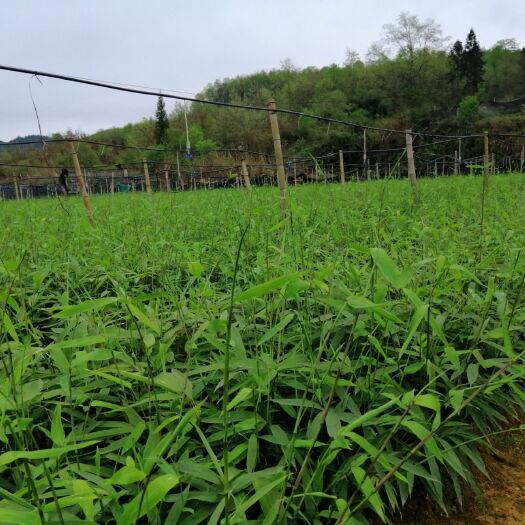 桐梓县四川方竹 金佛山方竹