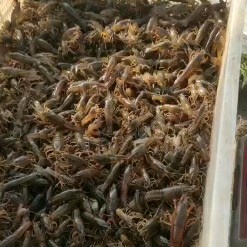 溧阳市龙虾苗  常州溧阳，精品苗供应，养殖苗常年供应