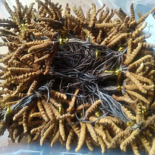 卓尼县 冬虫夏草产地直发
