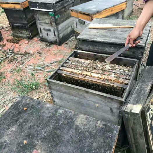 海口 纯荔枝蜂蜜