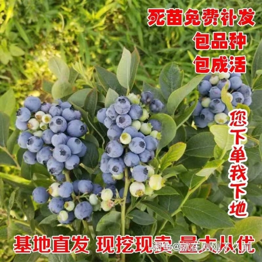 灵山县蓝丰蓝莓苗 蓝莓果苗。