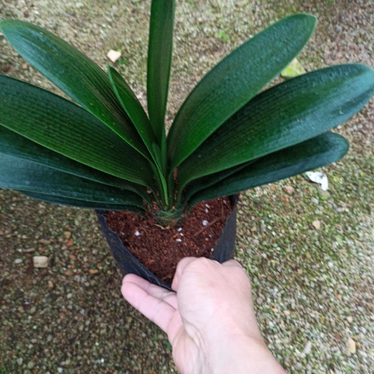 漳平市君子兰盆栽 四季开花君子兰带花苞产地批发
