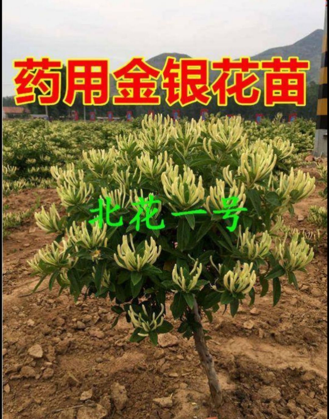 平邑县 药用金银花苗木种植合作社产地发货，包技术，包成活率，包回收，