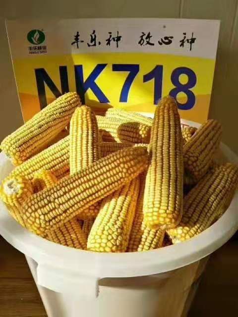 玉米种子 丰乐NK718高产玉米种