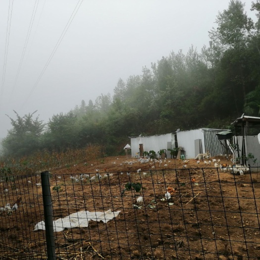 利川市 湖北鄂西(硒)深山里养的放养乌鸡，营养元素高的鸡蛋。