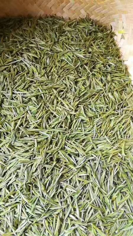 安吉县 安吉白茶，口粮茶，高山茶，新茶，包邮原产地