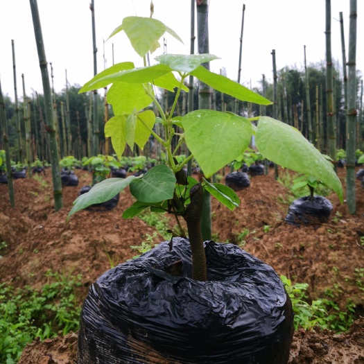 藤县葛根种苗  葛根苗种段 广西高产无渣粉葛根苗 基地直供 送种植指导资料