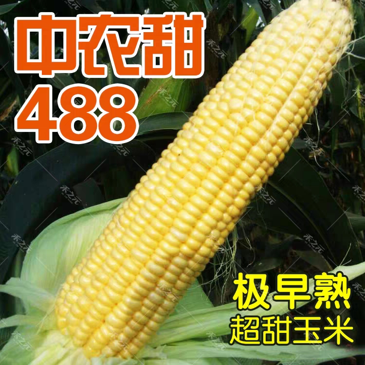 寿光市甜玉米种子 常规种 ≥80%