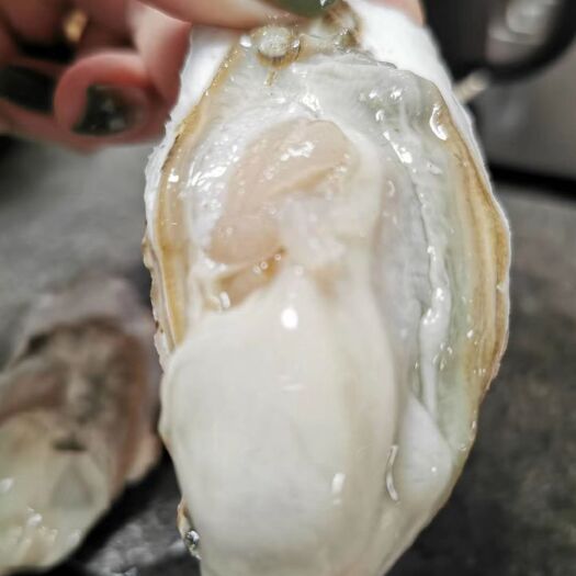 乳山市 乳山生蚝养殖批发 牡蛎