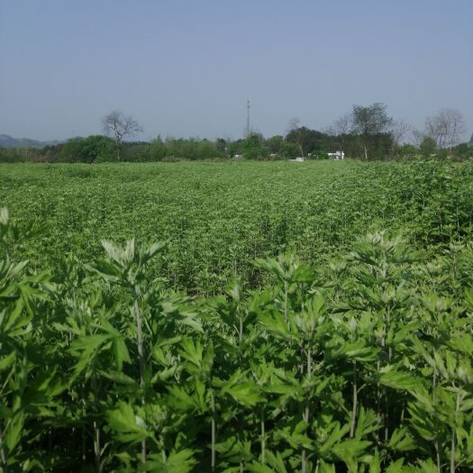 浠水县 蕲州蕲艾