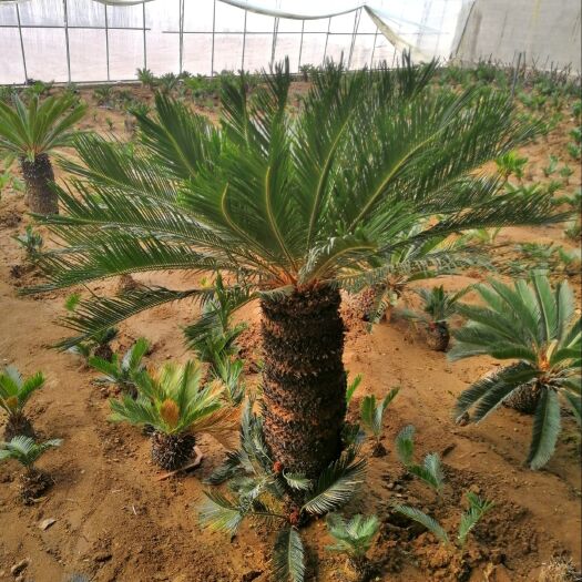 平邑县 铁树苗苏铁凤尾蕉基地批发现挖现售
