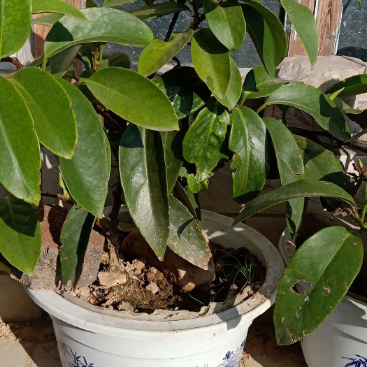 通道县 黑老虎布福娜苗盆景栽培可开花结果，四年以上老苗。