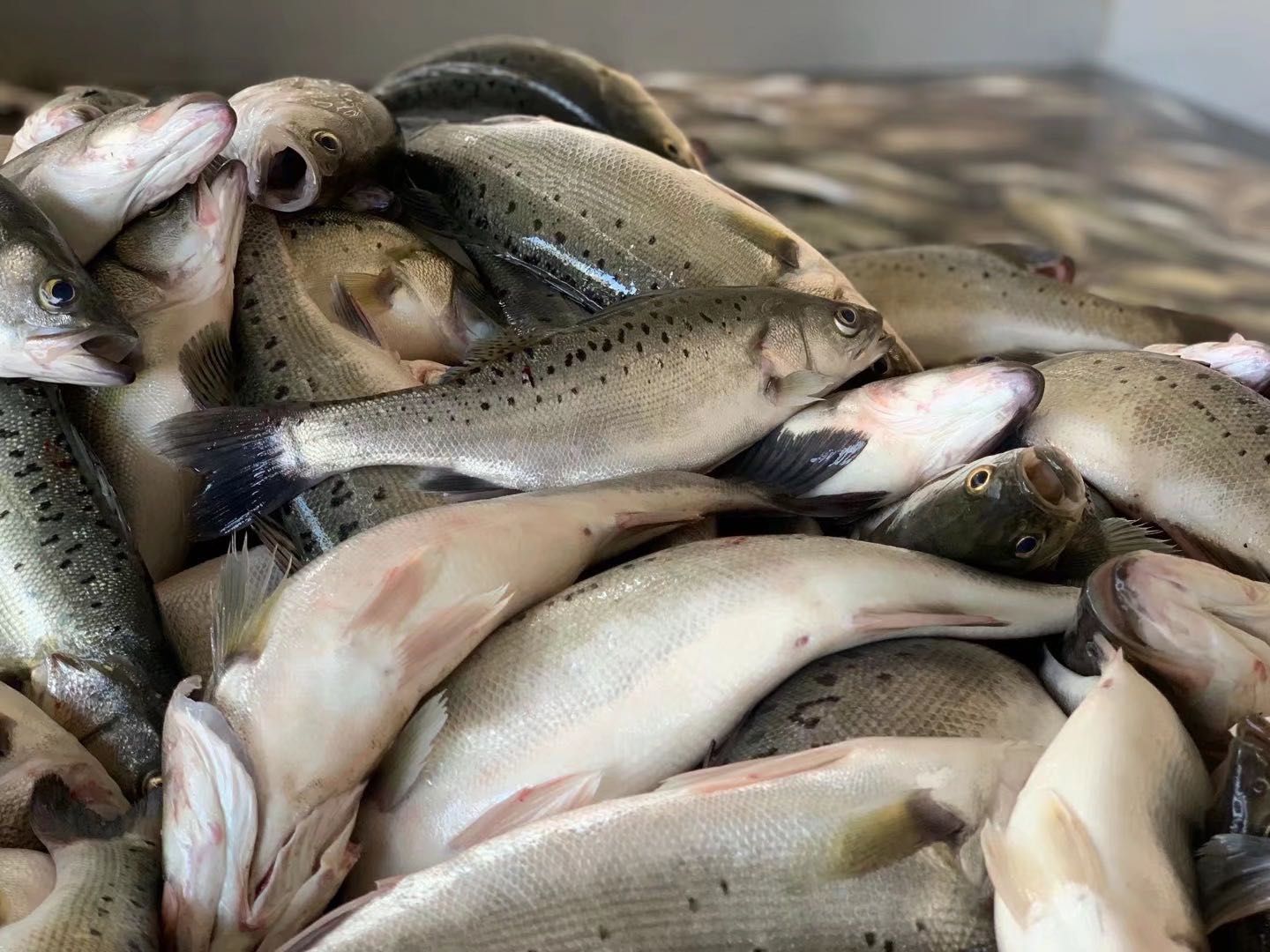 海鲈鱼 人工养殖 2.5-3公斤