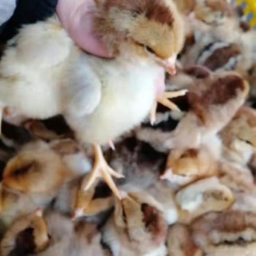 广安良凤花鸡苗 良凤花