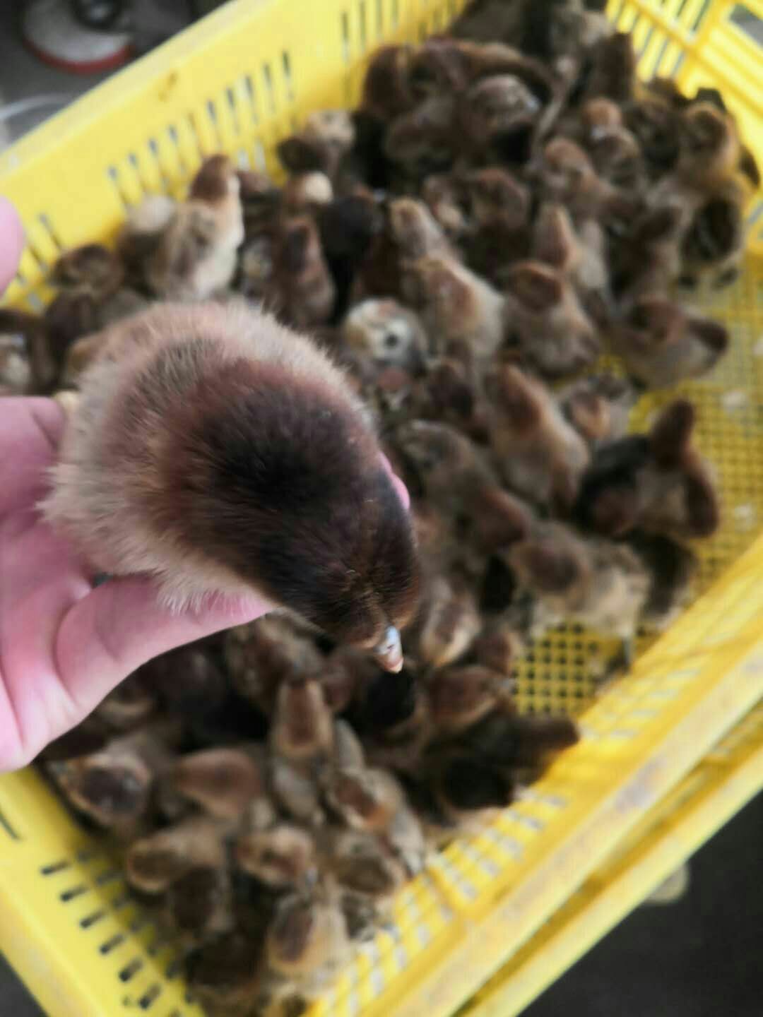  黄羽乌骨鸡苗，乌骨鸡苗