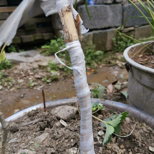 竹溪县树形金银花 金银花树桩