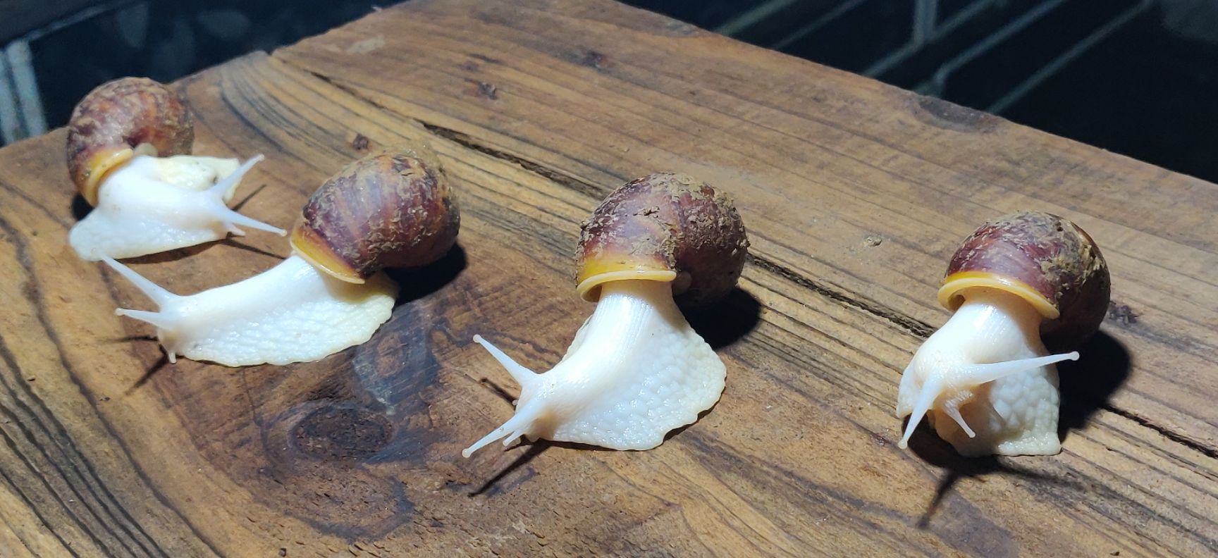 白玉蜗牛 高规格商品牛