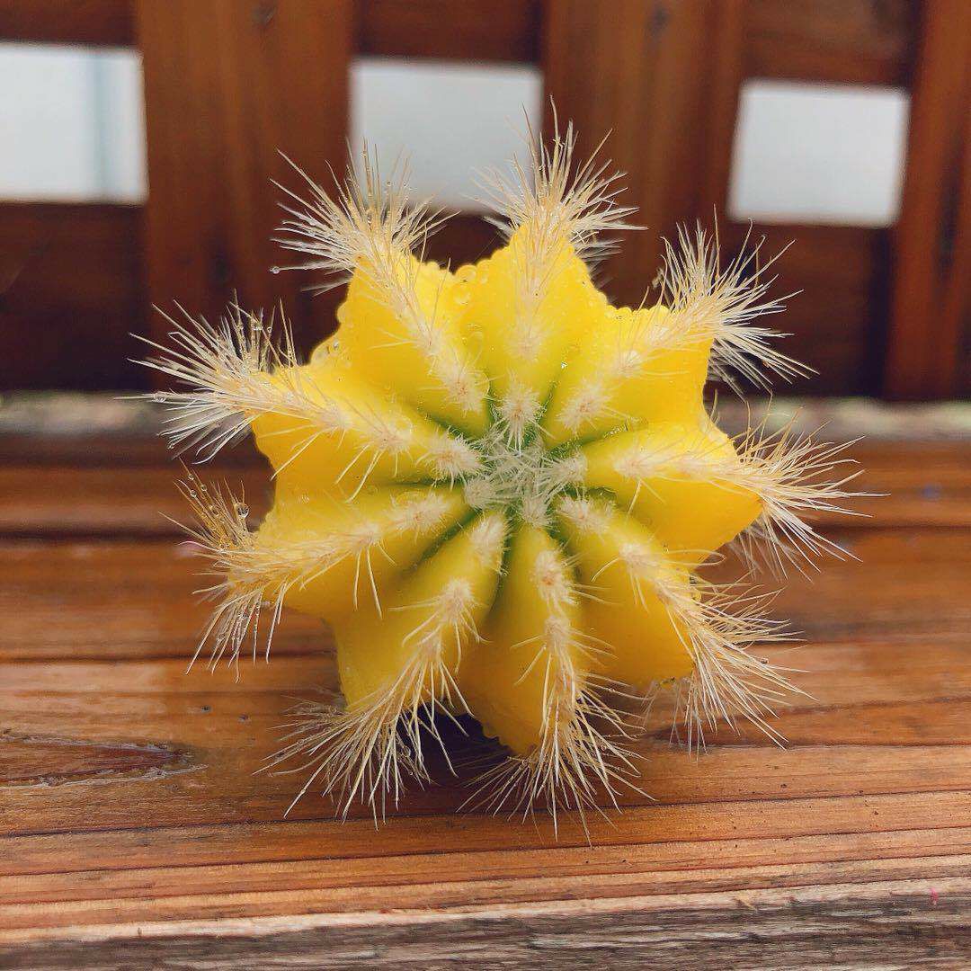  仙人球三色球组合小盆栽室内开花防辐射新款多肉植物