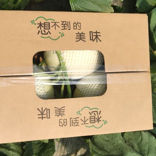 上海南汇玉菇甜瓜，自产自销，支持一件代发