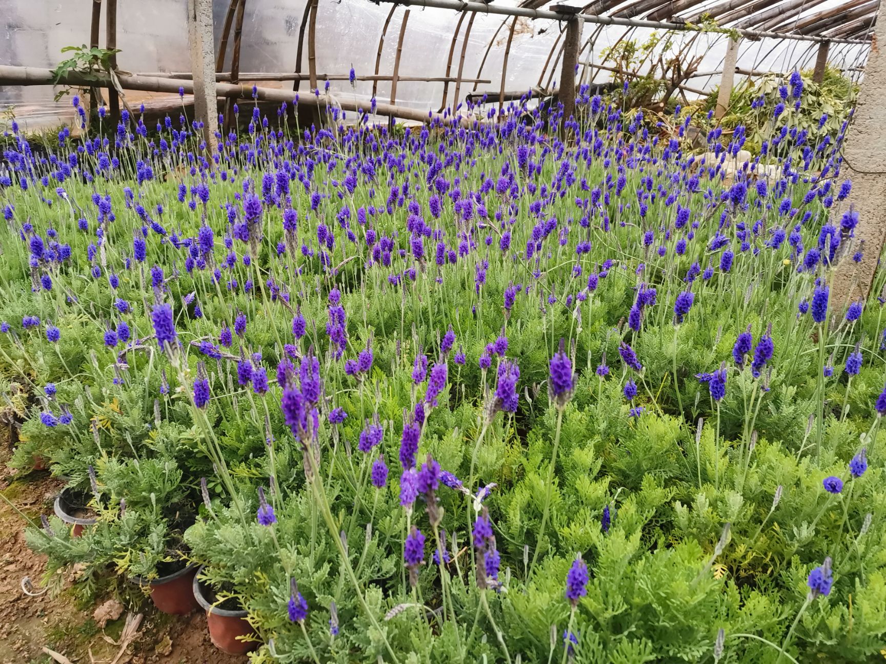 羽叶薰衣草 薰衣草 盆景花卉