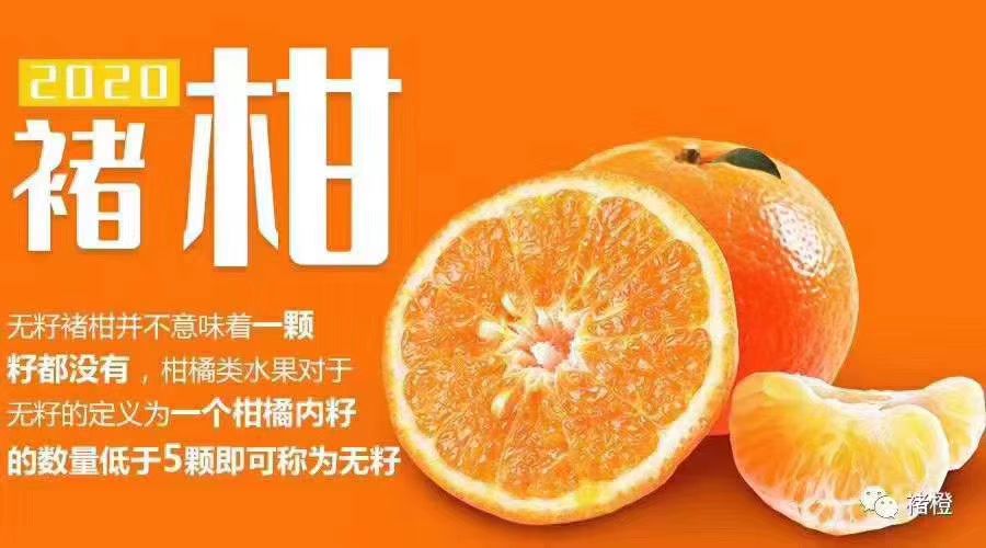 沃柑 实建褚柑，