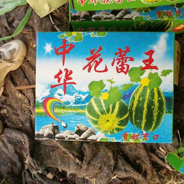  精品花蕾甜瓜