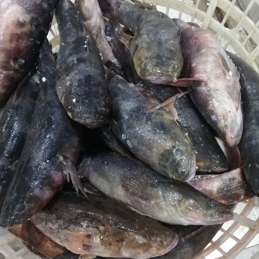 上海出售大量冰鲜笋壳鱼，价格漂亮。