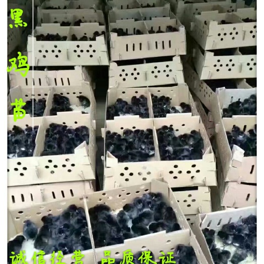 广州五黑鸡苗 五黑绿壳蛋鸡