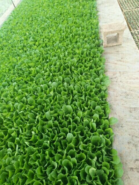 通海县白菜苗 蔬菜种苗厂