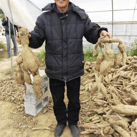 紫云县 可食用葛根