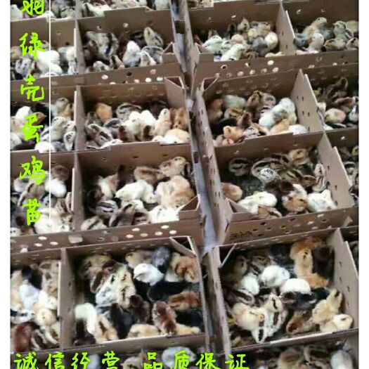 广州 麻羽绿壳蛋鸡苗  高产绿壳蛋鸡苗  全国包邮 承担运输风险