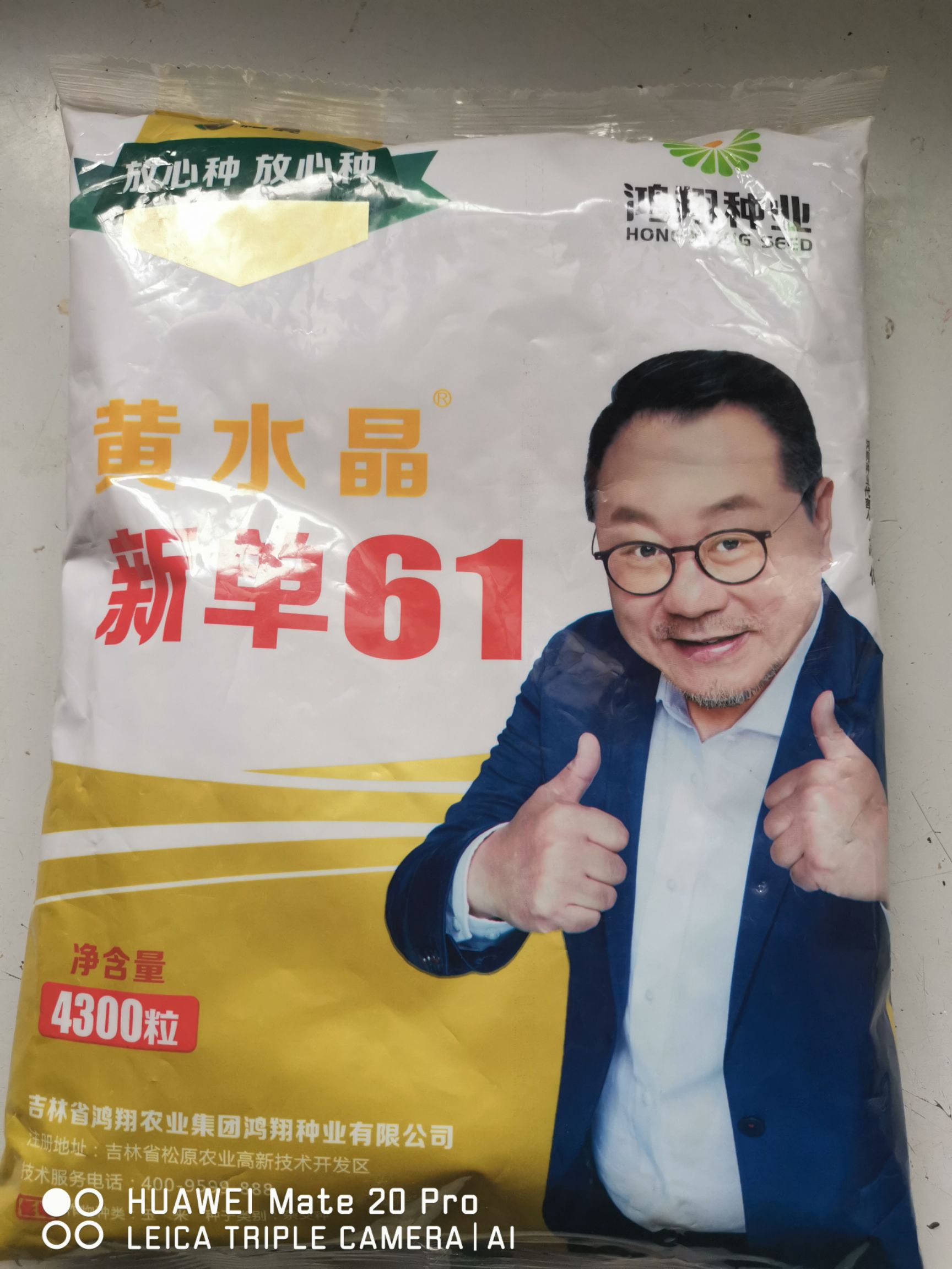滑县东单1331玉米种子  玉米种子 鸿翔种业黄水晶新单61玉米