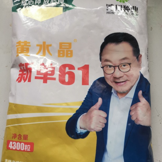 滑县东单1331玉米种子  玉米种子 鸿翔种业黄水晶新单61玉米