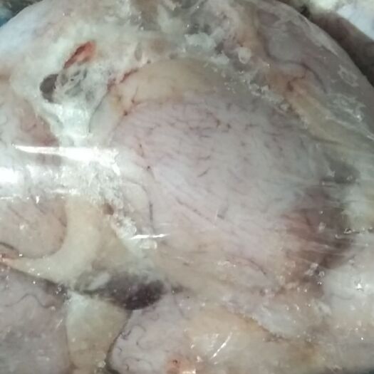 东营 烧烤羊宝