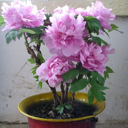 牡丹苗 带芽发货 丹花苗盆栽室内庭院花卉绿植芍药花洛阳牡