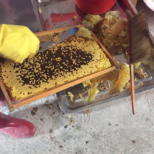 高州市 高州自家产荔枝蜂蜜