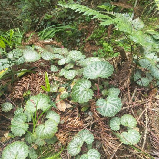 会同县虎耳草