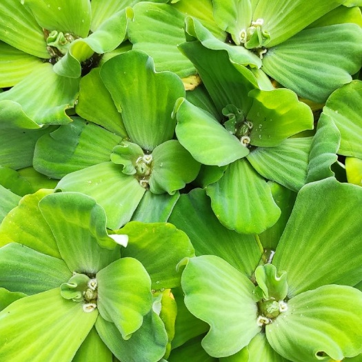文昌市 水芙蓉