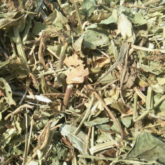 正阳县新草无土无地膜无霉变花生秧草料供应羊草马草牛草奶牛奶羊级别
