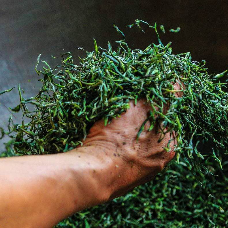  舒城小兰花茶叶 2020新茶上市