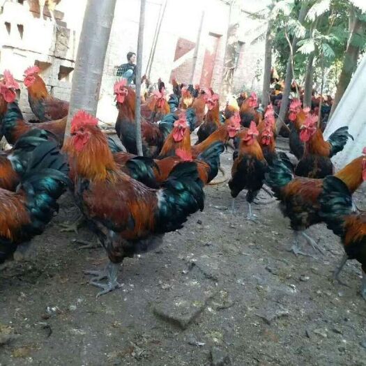 南宁 血毛土鸡苗，土鸡苗