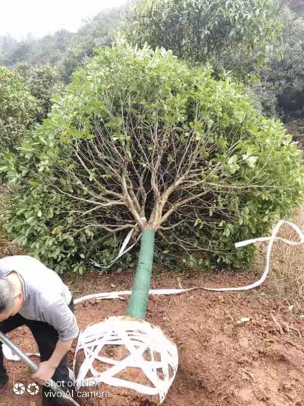  八月桂