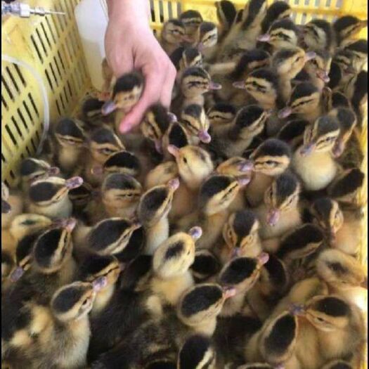 昆明 云南正宗大种麻鸭苗  抗病能力强  孵化场直供