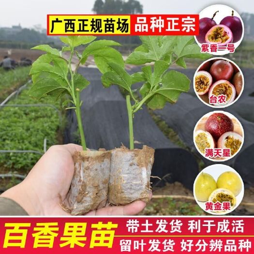 灵山县 新品种黄金百香果树苗爬藤满天星百香果苗紫香金蜜百香果树