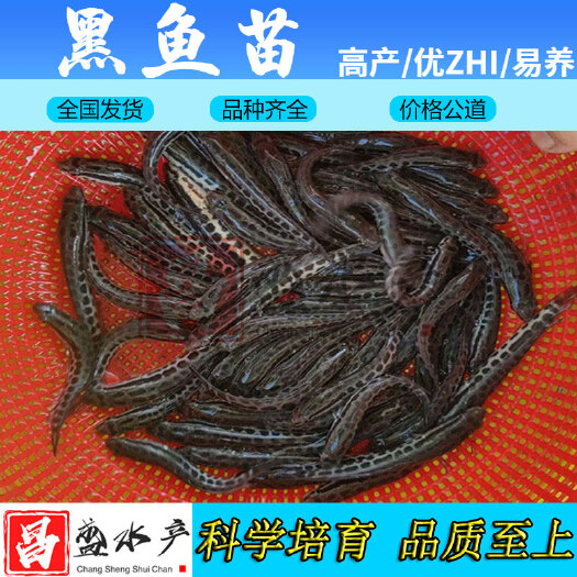广州 【优惠销售】优质黑鱼鱼苗 生鱼鱼苗 乌鱼鱼苗 杂交黑鱼苗